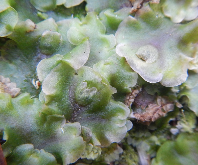 Pellia epiphylla